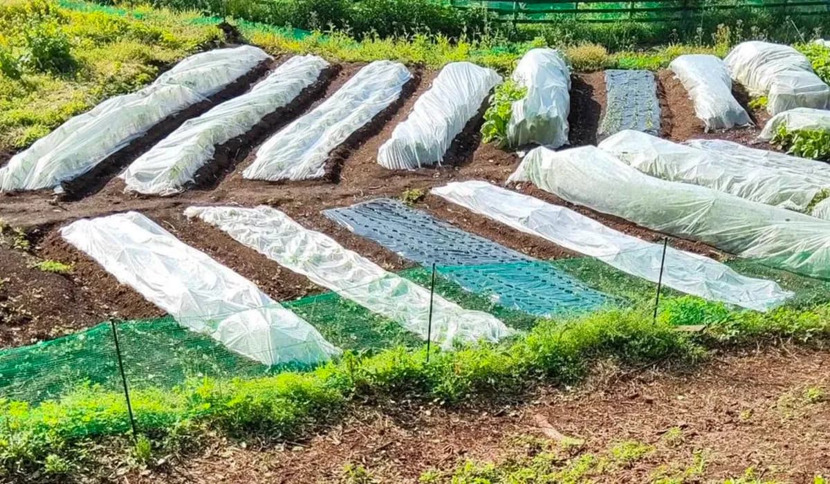 鎌倉山農場