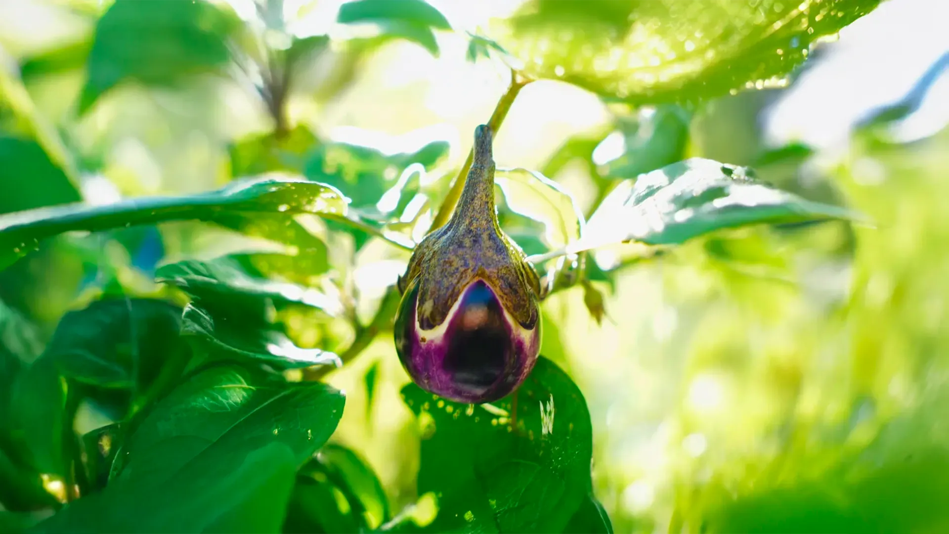千葉農園の新鮮な野菜