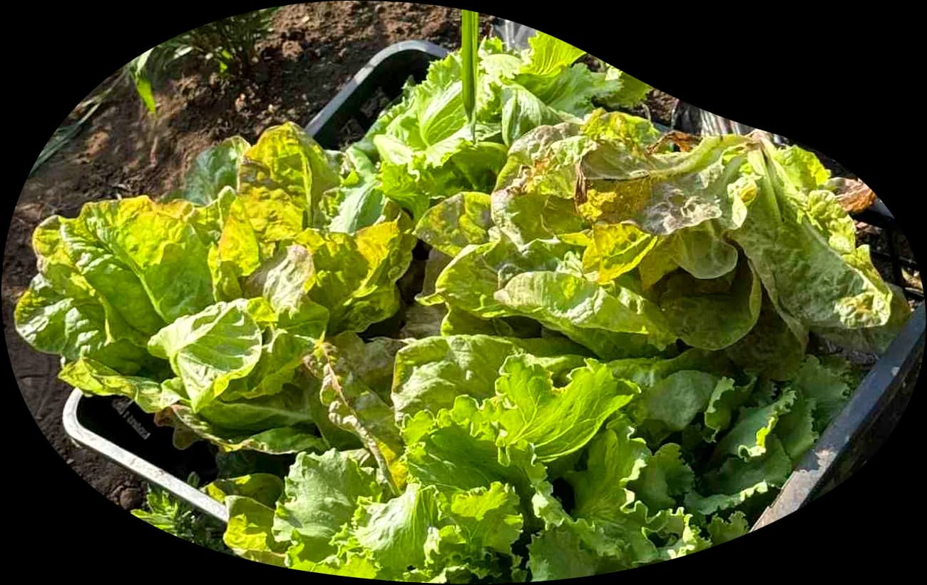 新鮮なレタスと葉物野菜